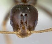 Monomorium talbotae specimen, close-up of head showing compound eyes Terrestrial,Arthropoda,Animalia,IUCN Red List,Vulnerable,Hymenoptera,Omnivorous,Formicidae,Monomorium,North America,Insecta