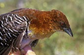 Close up of a rufous-faced crake Adult,Rallidae,Aves,Temperate,Gruiformes,Vulnerable,Chordata,xenopterus,South America,Temporary water,Terrestrial,Animalia,Laterallus,IUCN Red List