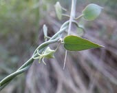 Pentatropis nivalis, close up Leaves,Not Evaluated,Photosynthetic,Magnoliopsida,Desert,IUCN Red List,Tracheophyta,Terrestrial,Africa,Plantae,Pentatropis,Asia,Apocynaceae,Gentianales