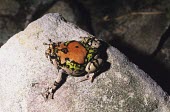 Painted burrowing frog on rock Terrestrial,Temporary water,Animalia,Amphibia,Mountains,Scaphiophryne,Forest,Africa,Anura,Carnivorous,Chordata,Subterranean,Critically Endangered,gottlebei,Rock,Appendix II,Ponds and lakes,Aquatic,Mic