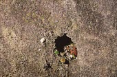 Painted burrowing frog in burrow Species in habitat shot,Habitat,Terrestrial,Temporary water,Animalia,Amphibia,Mountains,Scaphiophryne,Forest,Africa,Anura,Carnivorous,Chordata,Subterranean,Critically Endangered,gottlebei,Rock,Appendi