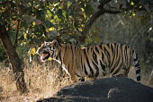 Tiger displaying "flehman" behaviour (Panthera tigris tigris), Kanha Tiger Reserve, Madhya Pradesh, India