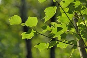 Trident maple var. formosanum leaves Leaves,Mature form,Aceraceae,Tracheophyta,Photosynthetic,Acer,Plantae,Terrestrial,Asia,Sapindales,Forest,Magnoliopsida