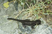 Large alpine salamander on rock Adult,Salamandridae,Terrestrial,Europe,Vulnerable,Carnivorous,Chordata,Caudata,lanzai,Mountains,Animalia,Temperate,Streams and rivers,Amphibia,Salamandra,IUCN Red List