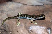 Supramonte cave salamander on rock Adult,Endangered,Plethodontidae,Animalia,Carnivorous,Europe,supramontis,Amphibia,Terrestrial,Aquatic,Speleomantes,Caudata,Chordata,Temperate,IUCN Red List