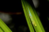Day gecko on leaf Habitat,Adult,Species in habitat shot,Reptilia,Rainforest,Chordata,Carnivorous,antanosy,Africa,Sub-tropical,Arboreal,Appendix II,Gekkonidae,Tropical,Phelsuma,Squamata,Animalia,Critically Endangered,IU