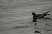 Markham's storm-petrel on the ocean Swimming,Locomotion,On top of water,Aves,Birds,Ciconiiformes,Herons Ibises Storks and Vultures,Storm-petrels,Hydrobatidae,Chordates,Chordata,Data Deficient,Carnivorous,Procellariiformes,South America,