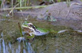 Lemon-yellow tree frog among eggs Eggs,Adult,Species in habitat shot,Freshwater,Habitat,Ponds and Lakes,Rock,Chordata,Amphibia,Arboreal,Asia,Hylidae,Animalia,Ponds and lakes,Anura,Streams and rivers,Temperate,Aquatic,Temporary water,F