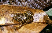 Platypelis mavomavo on leaf Adult,Sub-tropical,Microhylidae,mavomavo,Platypelis,Anura,Animalia,Africa,Carnivorous,Chordata,Terrestrial,Amphibia,Endangered,IUCN Red List