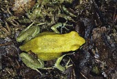 Dorsal view of a green mantella Chordata,Amphibia,Temporary water,Mantellidae,Carnivorous,Mantella,Mountains,Streams and rivers,Africa,Appendix II,Terrestrial,Aquatic,Animalia,viridis,Anura,Forest,Critically Endangered,IUCN Red List