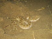 Arabian horned viper in sand Species in habitat shot,Adult,Habitat,Deserts,Animalia,Asia,Cerastes,Reptilia,Least Concern,Desert,Chordata,Viperidae,Carnivorous,Squamata,Terrestrial,IUCN Red List