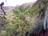 Cyanea dunbariae on hillside Mature form,Forest,Campanulalea,Campanulaceae,Tropical,Photosynthetic,Critically Endangered,Terrestrial,Magnoliopsida,Cyanea,Rainforest,Plantae,Tracheophyta,IUCN Red List,North America