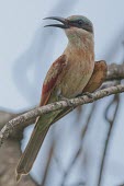 Immature southern carmine bee-eater on a branch What does it sound like ?,Species in habitat shot,Habitat,Adult,Chordates,Chordata,Aves,Birds,Coraciiformes,Rollers Kingfishers and Allies,Bee-eaters,Meropidae,Forest,nubicoides,Grassland,Carnivorous,