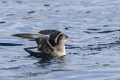 Sooty Shearwater floating on the ocean surface Swimming,Locomotion,On top of water,Chordates,Chordata,Aves,Birds,Procellariidae,Shearwaters and Petrels,Ciconiiformes,Herons Ibises Storks and Vultures,Africa,Procellariiformes,Puffinus,Temperate,Nea
