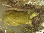 Euphrates softshell turtle in water Adult,Animalia,Trionychidae,Fresh water,Omnivorous,Chordata,Terrestrial,Streams and rivers,Aquatic,Endangered,IUCN Red List,Reptilia,Asia,Rafetus,Testudines,Ponds and lakes,Europe