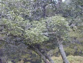 Branches of Kauai prickly-ash Mature form,Leaves,Plantae,Terrestrial,North America,kauaense,Sapindales,Zanthoxylum,Rutaceae,Tracheophyta,Magnoliopsida,Photosynthetic,Near Threatened,IUCN Red List