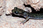 Supramonte cave salamander Adult,Endangered,Plethodontidae,Animalia,Carnivorous,Europe,supramontis,Amphibia,Terrestrial,Aquatic,Speleomantes,Caudata,Chordata,Temperate,IUCN Red List