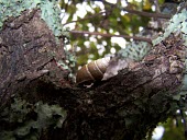 Partulina redfieldi on tree trunk Terrestrial,Animalia,Stylommatophora,Partulina,IUCN Red List,Gastropoda,Mollusca,Achatinellidae,Endangered