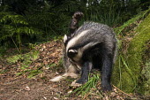 European badger cub scratching itself in oak woods Carnivores,Carnivora,Mammalia,Mammals,Chordates,Chordata,Weasels, Badgers and Otters,Mustelidae,Europe,meles,Temperate,Animalia,Meles,Coastal,Species of Conservation Concern,Scrub,Wildlife and Conserv