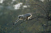 Langur monkey feeding on leaves
