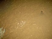 Arabian horned viper in habitat Habitat,Species in habitat shot,Deserts,Adult,Animalia,Asia,Cerastes,Reptilia,Least Concern,Desert,Chordata,Viperidae,Carnivorous,Squamata,Terrestrial,IUCN Red List