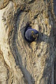 Hyacinth macaw in nest hole How does it live ?,Living place,Endangered,Animalia,Psittaciformes,hyacinthinus,Appendix II,Psittacidae,Savannah,Wetlands,Herbivorous,Scrub,Chordata,South America,Flying,Anodorhynchus,Aves,IUCN Red Li