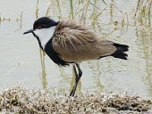 Spur-winged lapwing, feathers ruffled Adult,Chordates,Chordata,Aves,Birds,Ciconiiformes,Herons Ibises Storks and Vultures,Charadriidae,Lapwings, Plovers,Vanellus,Charadriiformes,Aquatic,Flying,Agricultural,Europe,Coastal,Asia,Wetlands,Lea