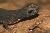 Close up of a northern spectacled salamander Adult,Ponds and lakes,Wetlands,Terrestrial,Forest,Temporary water,Salamandridae,Animalia,Caudata,Europe,IUCN Red List,Least Concern,Carnivorous,Aquatic,Sub-tropical,Chordata,Fresh water,Salamandrina,A