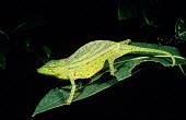 Female Vences' chameleon on leaf Adult Female,Adult,Species in habitat shot,Habitat,Forest,Chamaeleonidae,IUCN Red List,Tropical,Reptilia,Endangered,Terrestrial,Chordata,Africa,Animalia,Calumma,Squamata
