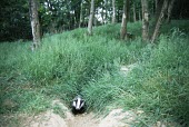 Badger cub emerging from sett Reproduction,Living place,How does it live ?,Growing up and learning behaviours,Carnivores,Carnivora,Mammalia,Mammals,Chordates,Chordata,Weasels, Badgers and Otters,Mustelidae,Europe,meles,Temperate,A