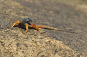 Male Broadleys flat lizard on rock Adult Male,Adult,Terrestrial,Squamata,Cordylidae,Rock,Africa,Platysaurus,Reptilia,Animalia,Chordata,Omnivorous