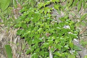 Trident maple var. formosanum leaves Mature form,Leaves,Aceraceae,Tracheophyta,Photosynthetic,Acer,Plantae,Terrestrial,Asia,Sapindales,Forest,Magnoliopsida