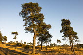 Scots pines on heathland Tracheophyta,Terrestrial,Pinaceae,Coniferales,Asia,Photosynthetic,Coniferopsida,Common,Europe,Plantae,sylvestris,Temperate,Pinus,IUCN Red List,Least Concern