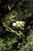Webb's Madagascar frog with frog spawn Eggs,Adult,Sub-tropical,Mantellidae,Endangered,webbi,Wetlands,Amphibia,Chordata,Tropical,Aquatic,Terrestrial,Africa,Anura,Mantidactylus,Animalia,IUCN Red List