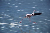 Lesser flamingo landing
