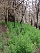 Monterey cypress saplings growing after fire, introduced to Hawaii Immature form,Coniferopsida,Tracheophyta,Vulnerable,Coniferales,Cupressaceae,Shore,Photosynthetic,Terrestrial,macrocarpa,Rock,Cupressus,North America,Plantae,IUCN Red List