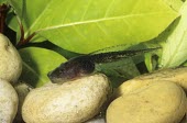 Painted burrowing frog tadpole Various larval or tadpole stages,Terrestrial,Temporary water,Animalia,Amphibia,Mountains,Scaphiophryne,Forest,Africa,Anura,Carnivorous,Chordata,Subterranean,Critically Endangered,gottlebei,Rock,Append