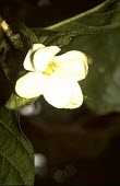 Nanu flower Mature form,Terrestrial,Magnoliopsida,North America,Rubiaceae,Rubiales,Tracheophyta,Photosynthetic,Plantae,IUCN Red List,Gardenia,Vulnerable,Rainforest