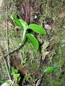 Hawaiian jewel-orchid stem and leaves Mature form,Leaves,sandvicensis,Orchidales,Tracheophyta,Liliopsida,Vulnerable,Plantae,Photosynthetic,Forest,Terrestrial,Anoectochilus,Orchidae,North America,IUCN Red List