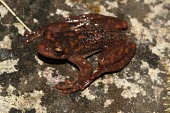 Williams bright-eyed frog Adult,Animalia,Streams and rivers,Critically Endangered,Mantellidae,Anura,Chordata,Africa,williamsi,Rainforest,Seasonal/monsoon forest,Amphibia,Sub-tropical,Boophis,Terrestrial,IUCN Red List
