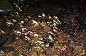 Boophis tsilomaro social interaction, emerging from water Intra-specific behaviours,Mantellidae,Animalia,Anura,Africa,Boophis,Terrestrial,Streams and rivers,Carnivorous,Chordata,Amphibia,Sub-tropical,Not Evaluated,Aquatic