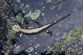 Male golden alpine salamander on tree stump Adult Male,Adult,Chordata,Salamandridae,Salamandra,Temperate,Animalia,Terrestrial,Europe,Critically Endangered,Amphibia,Urodela