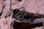 Close up of a Supramonte cave salamander Adult,Endangered,Plethodontidae,Animalia,Carnivorous,Europe,supramontis,Amphibia,Terrestrial,Aquatic,Speleomantes,Caudata,Chordata,Temperate,IUCN Red List