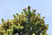 Taiwan fir cones, female cones are scarlet red, male cones are clustered under branches Mature form,Leaves,Seeds,Asia,Near Threatened,Tracheophyta,Forest,Lower Risk,Plantae,Coniferales,IUCN Red List,Pinaceae,Terrestrial,Coniferopsida,Photosynthetic,Abies