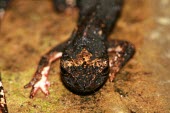 Northern spectacled salamander, anterior view Adult,Ponds and lakes,Wetlands,Terrestrial,Forest,Temporary water,Salamandridae,Animalia,Caudata,Europe,IUCN Red List,Least Concern,Carnivorous,Aquatic,Sub-tropical,Chordata,Fresh water,Salamandrina,A
