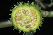 Datura metel fruit cross-section Seeds,Fruits or berries,Terrestrial,Plantae,Solanaceae,Magnoliopsida,Not Evaluated,Photosynthetic,Tracheophyta,Solanales,Asia,Datura