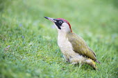 Green woodpecker (female)