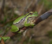 Lemon-yellow tree frog on branch Adult,Rock,Chordata,Amphibia,Arboreal,Asia,Hylidae,Animalia,Ponds and lakes,Anura,Streams and rivers,Temperate,Aquatic,Temporary water,Fresh water,Hyla,Semi-desert,Agricultural,Carnivorous,Urban,Europ