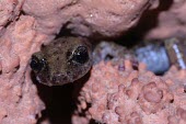 Supramonte cave salamander in rock crevice Adult,Endangered,Plethodontidae,Animalia,Carnivorous,Europe,supramontis,Amphibia,Terrestrial,Aquatic,Speleomantes,Caudata,Chordata,Temperate,IUCN Red List