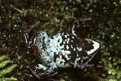 Ventral view of a green mantella Chordata,Amphibia,Temporary water,Mantellidae,Carnivorous,Mantella,Mountains,Streams and rivers,Africa,Appendix II,Terrestrial,Aquatic,Animalia,viridis,Anura,Forest,Critically Endangered,IUCN Red List